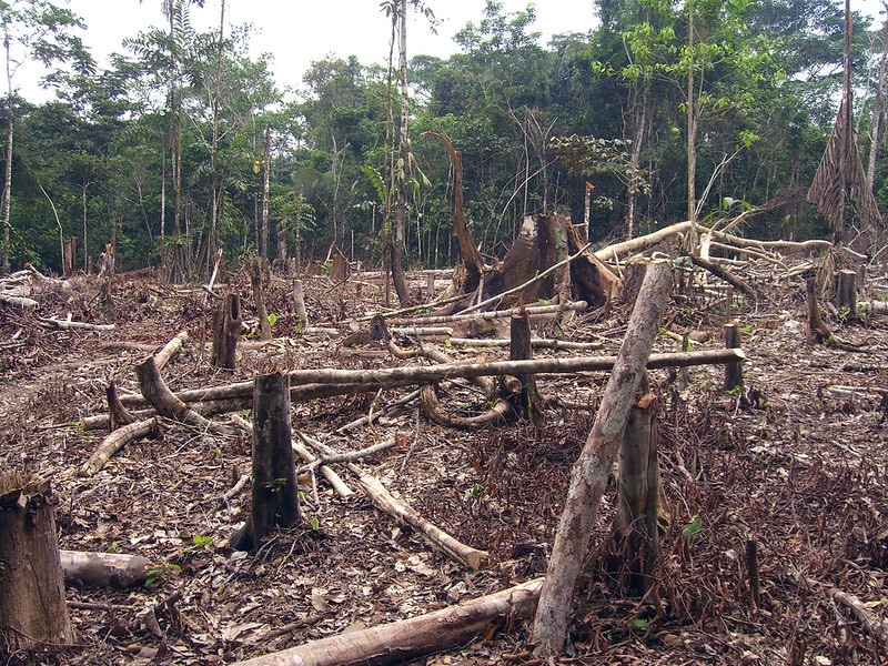 L’importance économique et les impacts environnementaux de la palme africaine