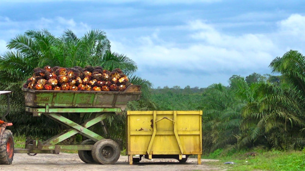 Les accords de libre-échange et les monocultures : instrument du néocolonialisme ?