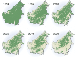 Déboisement sur l'île de Bornéo en Indonésie/Malaisie 